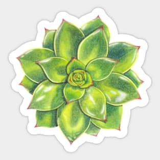 Delicious Succulent Flowers Sticker